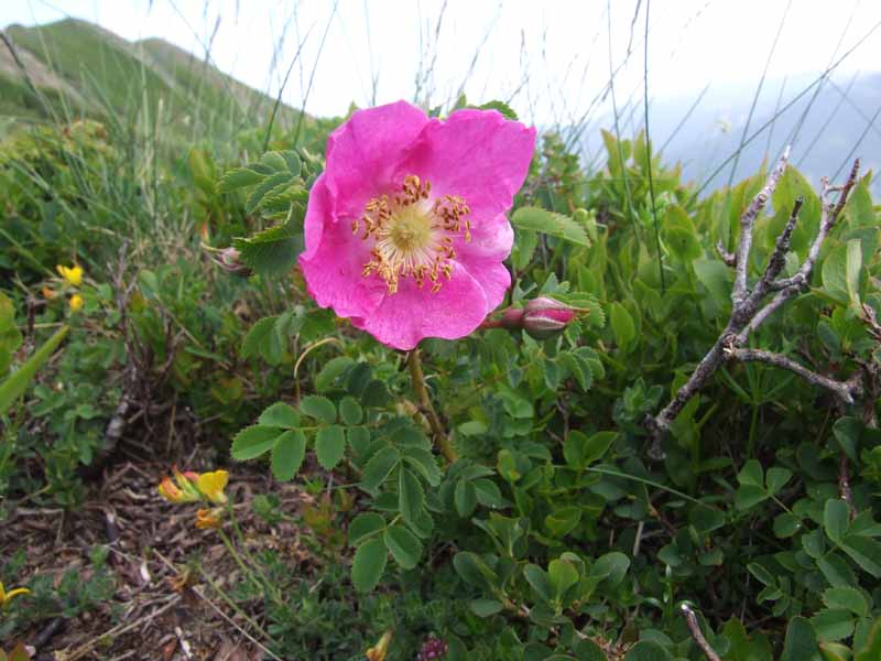 Rosa pendulina e Rosa sp.